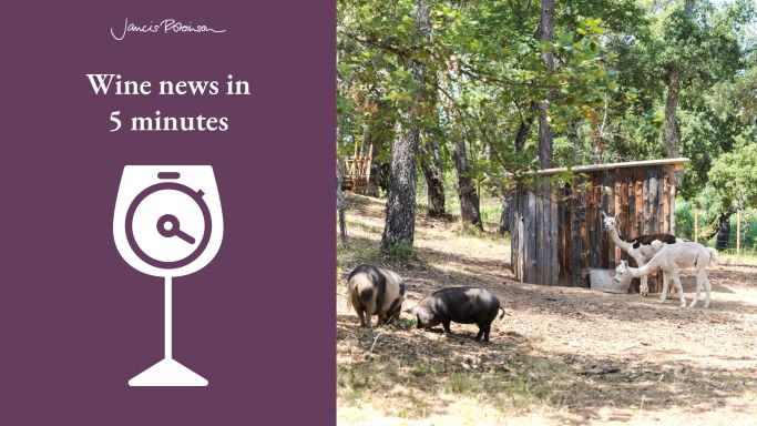 pigs Frankie and Digby and alpacas Vince and Pablo at Domaine Mirabeau