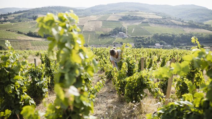 Antonie Baudin among vines at Dom de Boischampt