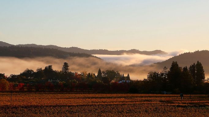 Cathiard Vineyard