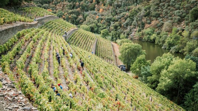 Quinta do Panascal harvest 2022