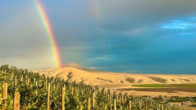 Harvest rainbow at Weathereye in Washington State