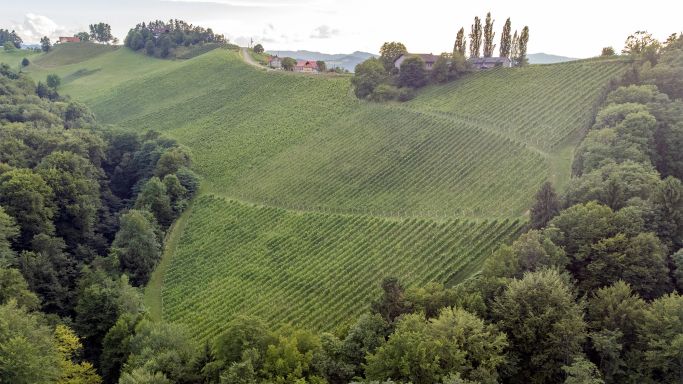 Lackner-Tinnacher Welles Vineyard