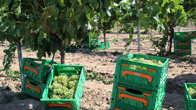 Airèn grapes at Virgen de las Viñas co-operative in Spain