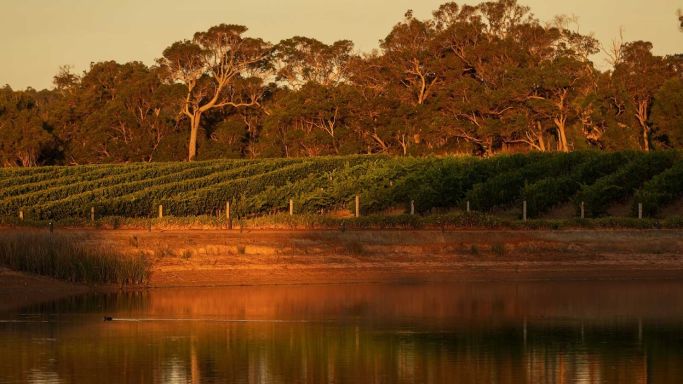 Larry Cherubino's vineyard in Frankland River