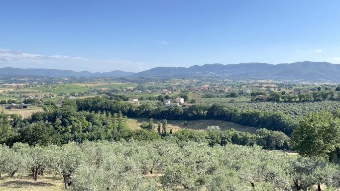 Montefalco vineyards and olive groves