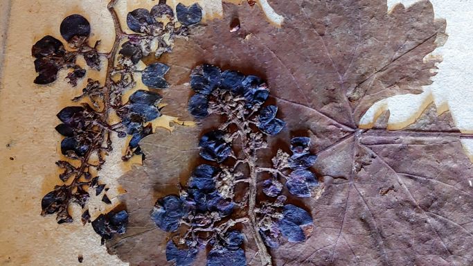 A dried grape leaf and berries from the Sremski Karlovci Grammar School in Serbia.