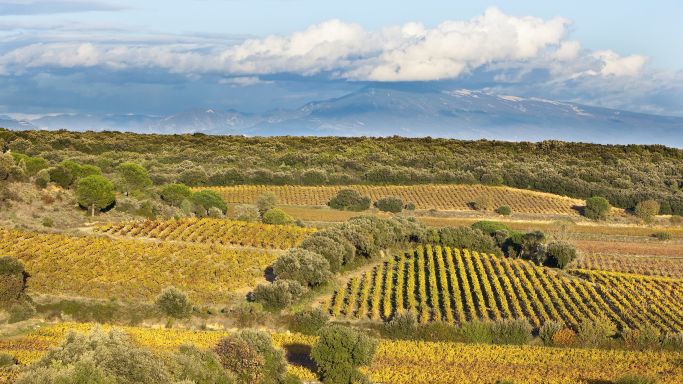 Tavel vineyards © Christophe Grilhé / Inter Rhône