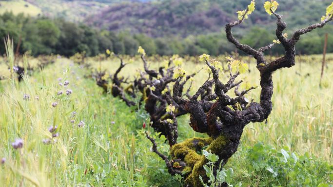 Bedrock old Zinfandel vineyard