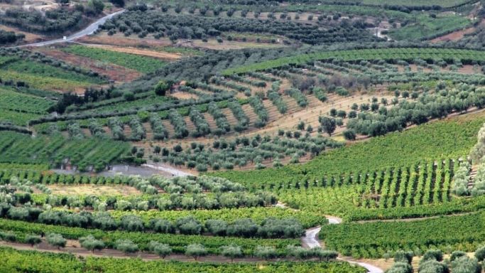 Douloufakis vineyards in Crete