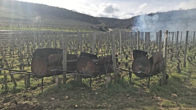 Pruning braziers in the Musigny vineyard