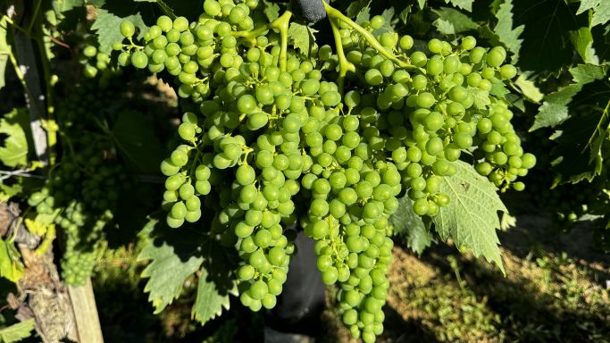 Brunello 2024 green bunch of grapes