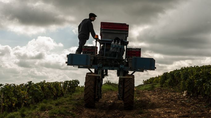 Corton harvest - Jon Wyand