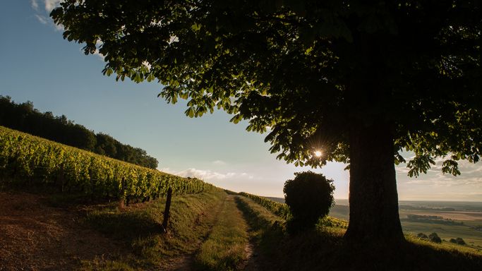 Hill of Corton - Jon Wyand