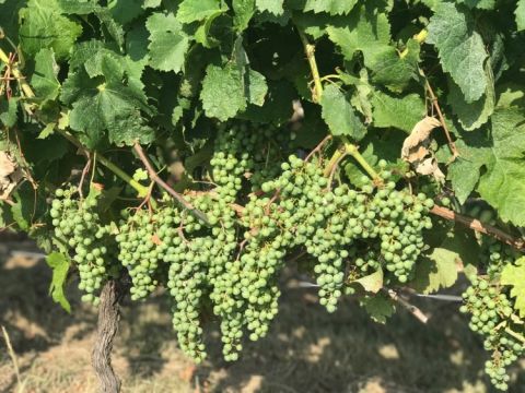 Bordeaux 2019 even fruit set