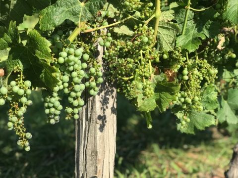 Bordeaux 2019 uneven fruit set