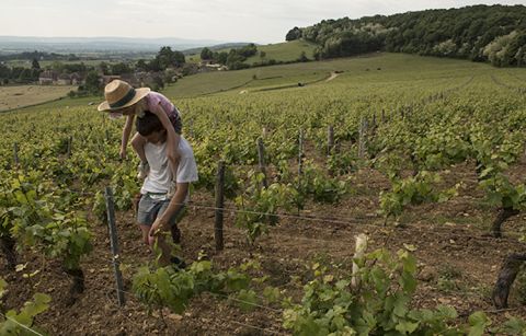 Clos de Chenoves in the Cote Chalonnaise