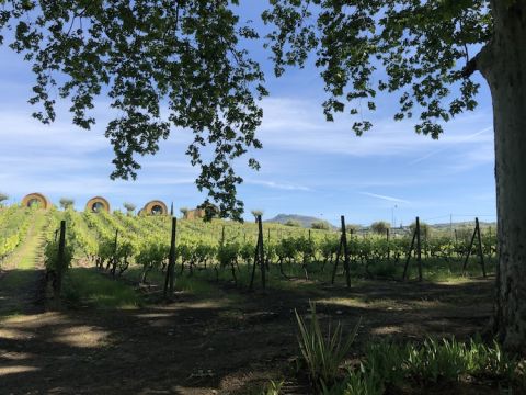 Wine barrel accommodation Quinta da Pacheca in the Douro Valley, Portugal