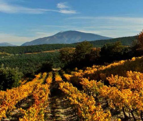 Domaine de Mourchon vines in autumn