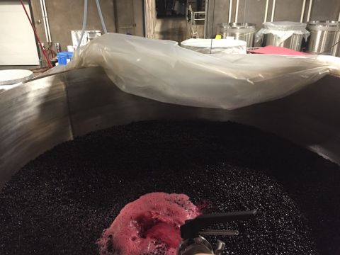 Pumpover of must in an Oregon winery in 2019