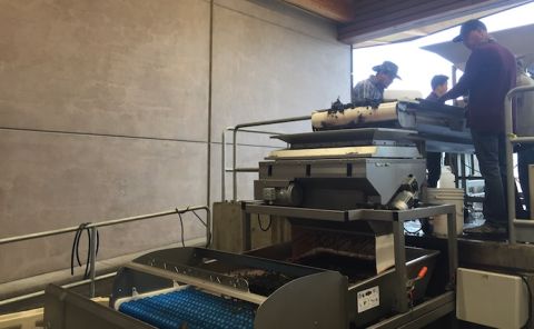 Grape sorting in a Willamette Valley winery 2019