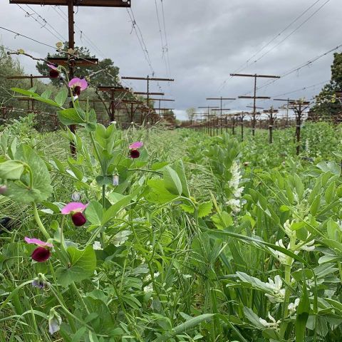 Cover crops on Matthiasson vineyard Napa