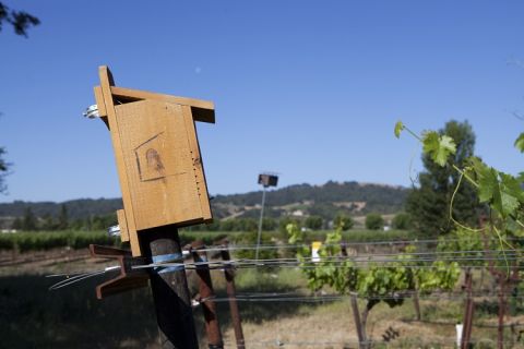 Bluebird box in Matthiasson vineyard Napa