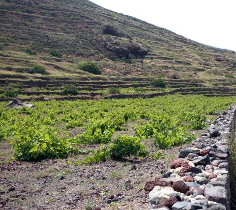 Sigalas vineyards on Santorini stone wall mountain