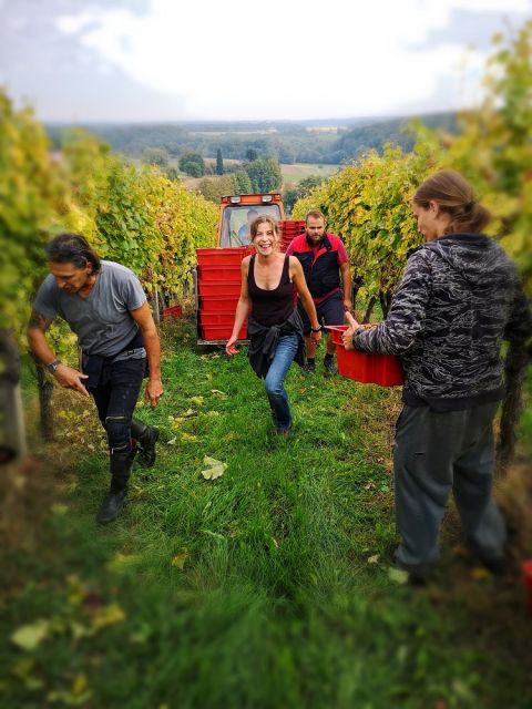 Tam bringing grapes in vintage 2018 Slovenia