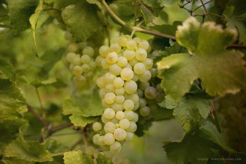 Verus grapes on the vines Slovenia