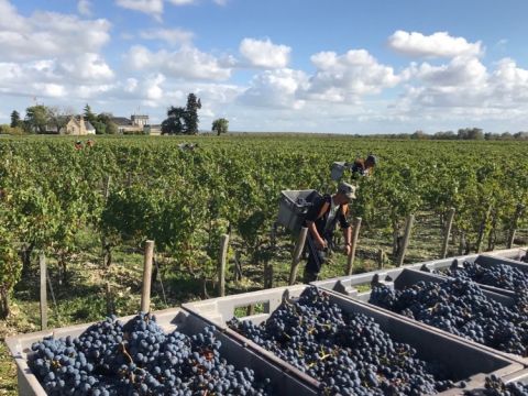 Cabernet harvest at Beychevelle 2019