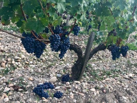 Cabernet Sauvignon at Ch Lafite-Rothschild 28 August