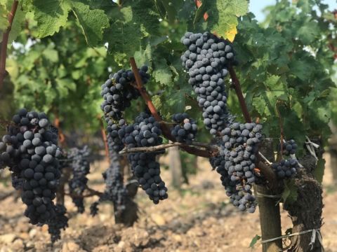 Cabernet Sauvignon Léoville-Poyferré 28 August