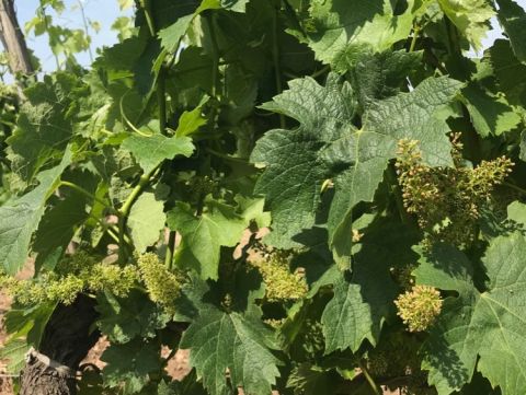 Flowering Merlot vines at Chateau Petit-Village