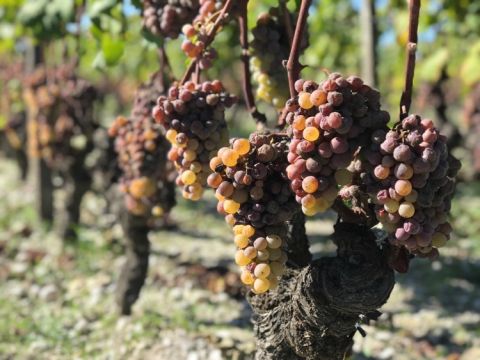 Sémillon destined for sweet white in Sauternes, Ch Suduiraut, 8 October 2019.jpg