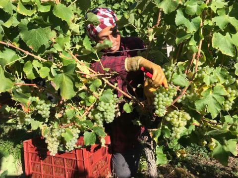 Sémillon harvest at Château Bauduc for crémant