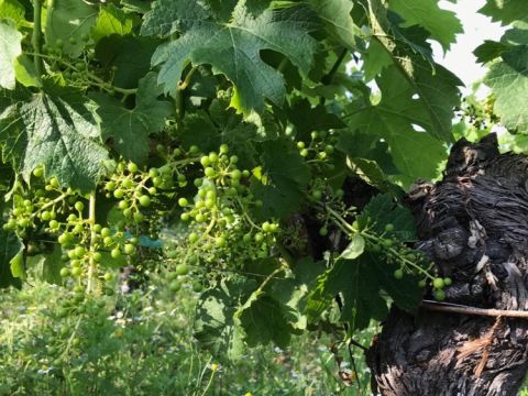 Uneven fruit set on old Merlot vines in Pomerol