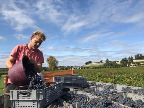 The Merlot harvest below Ch Pavie