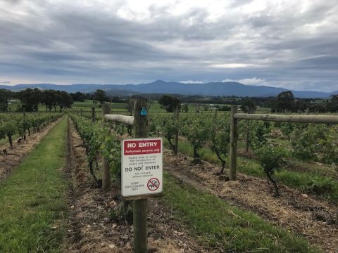 Phylloxera warning at Yarra Yering vineyard in the Yarra Valley, Australia