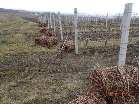 Bales of vine prunings in Romania which could be dried and burnt to produce biofuel