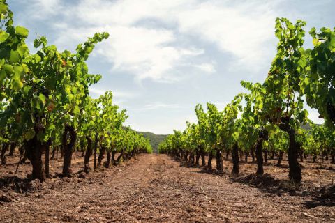 Ch La Sauvageonne vineyard August 2019 by Soufiane Zaidi