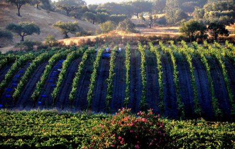 Fitapreta Touriga vines