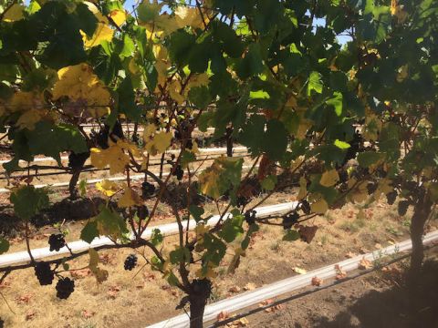 Drought-stressed Pinot Noir vines in Hawke's Bay in 2020