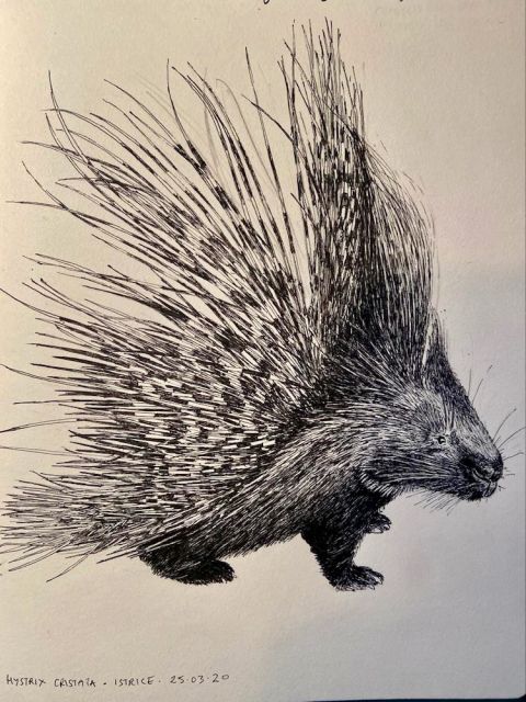 Jono's porcupine