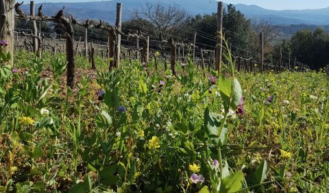 San Polino cover crop