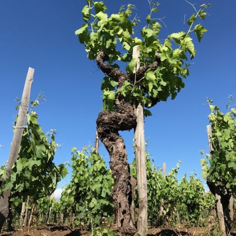 Ayunta old bush vine