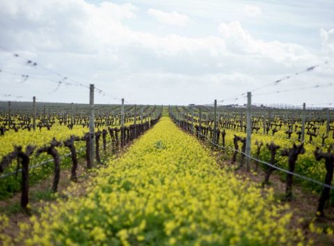 Esporao spring flowers in the vineyards