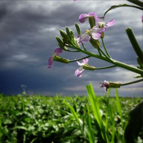 Lowerland vineyards in flower