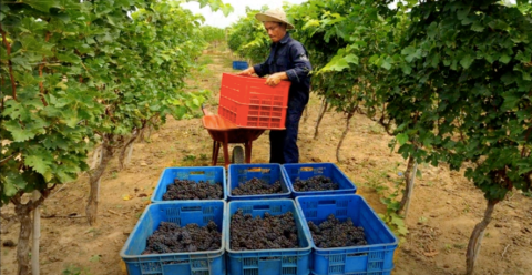 Hard-harvested grapes in Vietnam