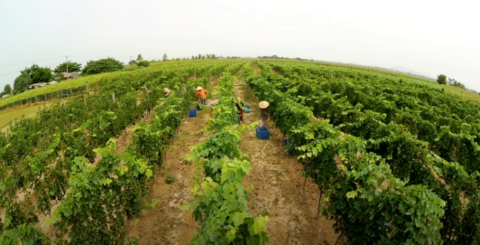 Muddy terroir in Vietnam