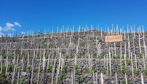 Torre Mora vine terraces on Etna